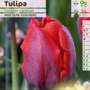 Tlipa precoce 'Couleur Cardinal'
